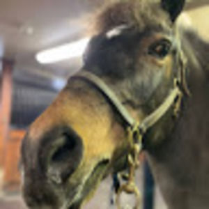 Meet your Posher, Drew